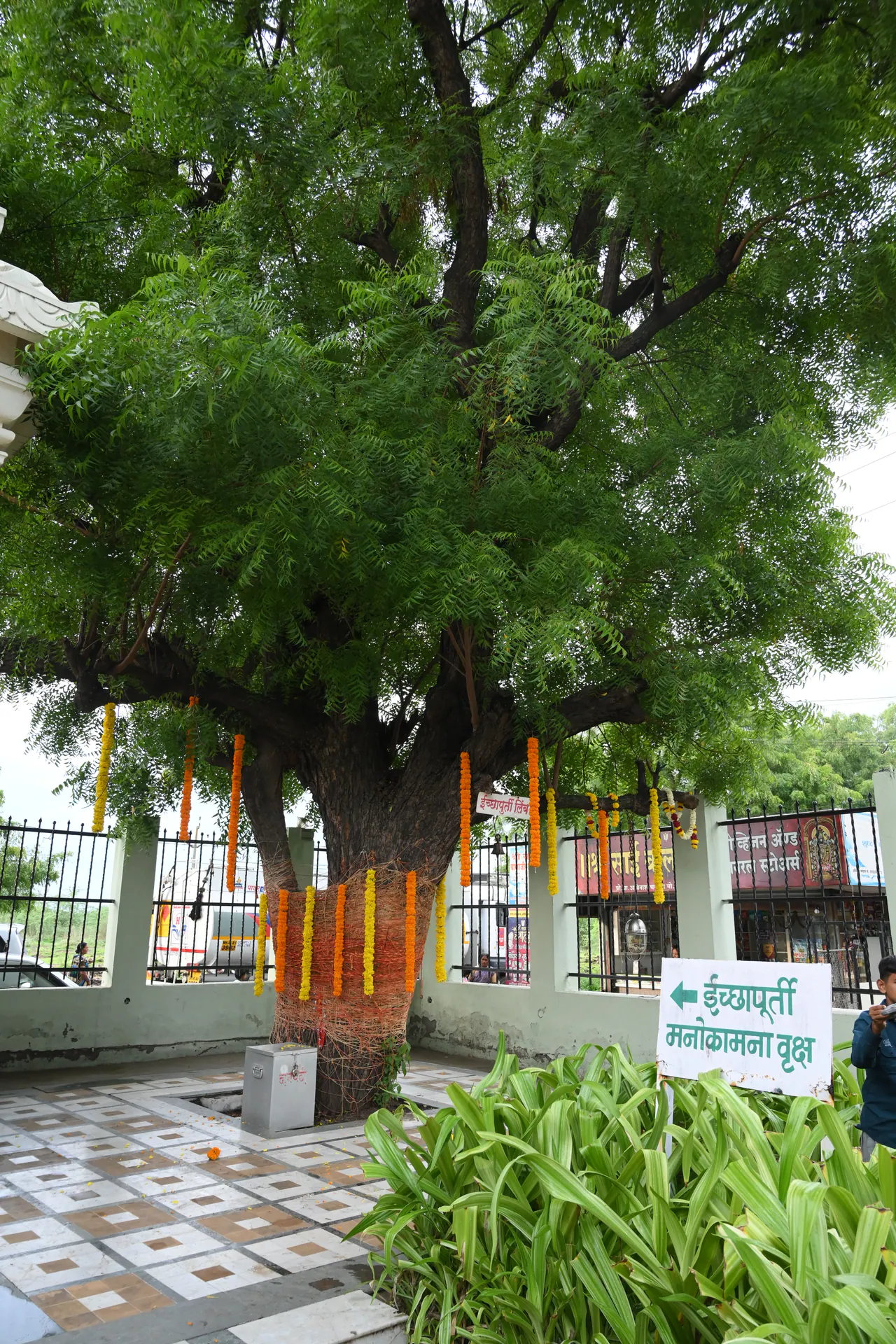 Sacred neem tree area at Saidham Mandir with devotional signage